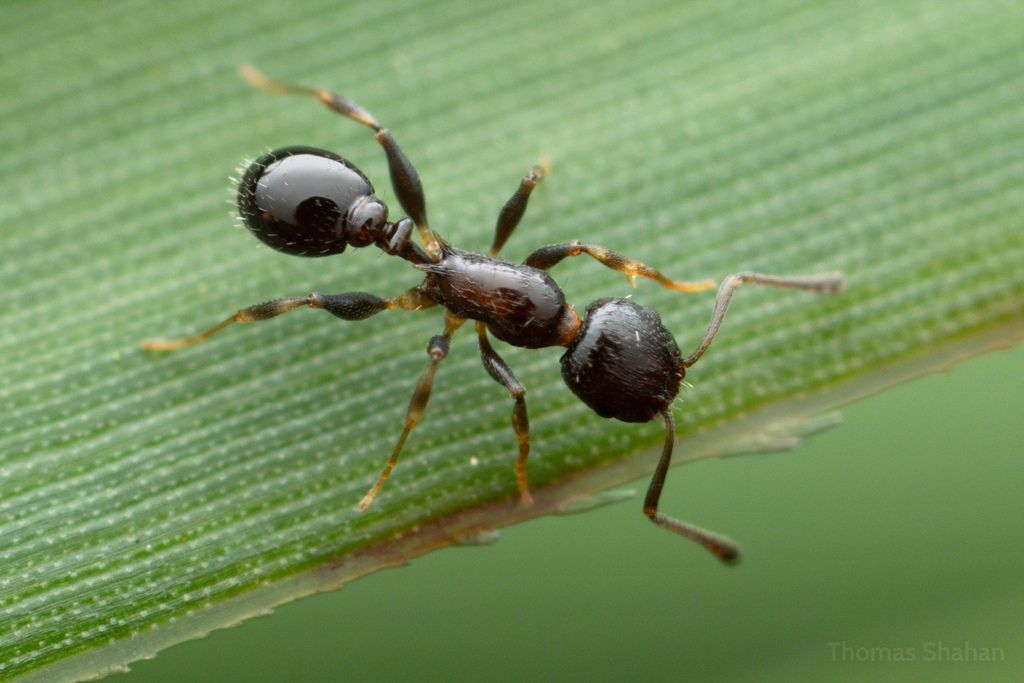 Temnothorax subditivus