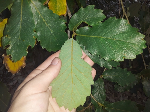 Quercus diversifolia