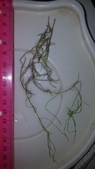 Potamogeton diversifolius