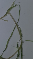 Potamogeton diversifolius