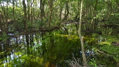 Potamogeton diversifolius