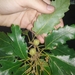 Quercus × carrissoana - Photo (c) Leyton Reid, algunos derechos reservados (CC BY-NC), subido por Leyton Reid