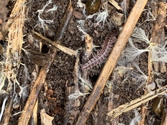 Pseudopolydesmus pinetorum