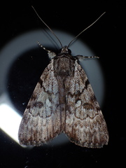 Catocala andromedae