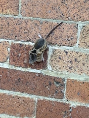 Myomorpha