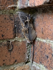 Myomorpha