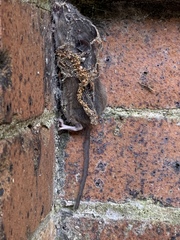 Myomorpha