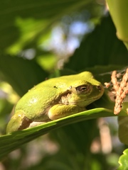 Hyla japonica