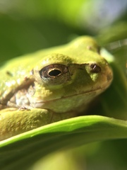 Hyla japonica