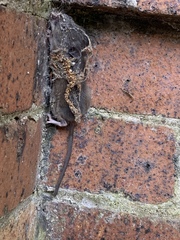 Myomorpha