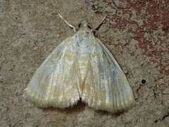 Glaphyria glaphyralis