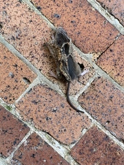 Myomorpha