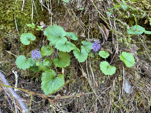 Image of Veronica schizantha by (c) Kieran Hanrahan, some rights reserved (CC BY)