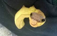 Hemeroplanes triptolemus