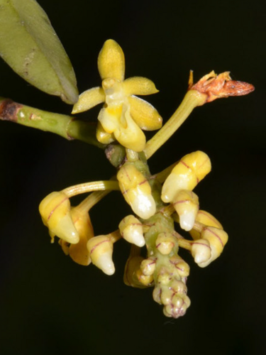 Micropera pallida (Micropera pallida)