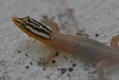 Sphaerodactylus molei