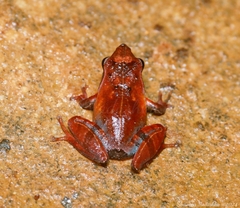 Blue-Thighed Shrub Frog photo 2