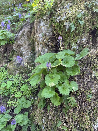 Image of Veronica schizantha by (c) Kieran Hanrahan, some rights reserved (CC BY)