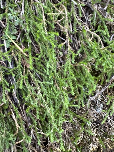 Image of Selaginella oregana by (c) Kieran Hanrahan, some rights reserved (CC BY)
