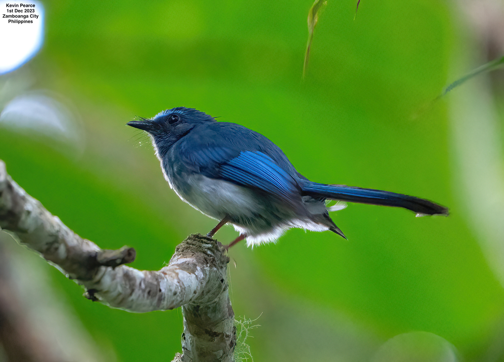 Mindanao Blue-Fantail
