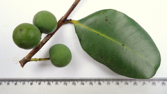 Calophyllum brasiliense