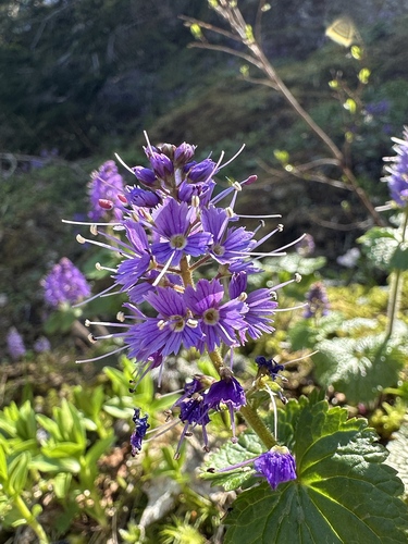 Image of Veronica schizantha by (c) Kieran Hanrahan, some rights reserved (CC BY)