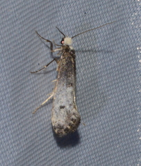 Tinea occidentella