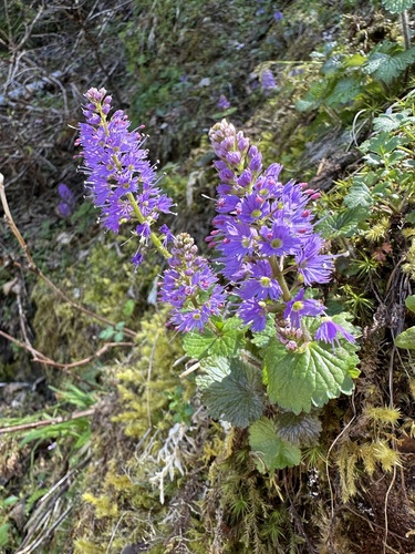 Image of Veronica schizantha by (c) Kieran Hanrahan, some rights reserved (CC BY)
