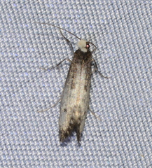 Tinea occidentella