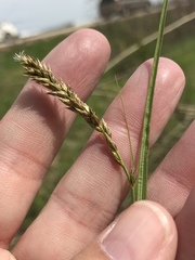 Carex sartwellii