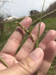 Carex sartwellii