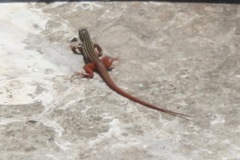 Aspidoscelis angusticeps