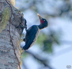 Southern Sooty Woodpecker photo 2
