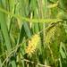 Carex hystericina - Photo (c) Jay Sturner,  זכויות יוצרים חלקיות (CC BY)