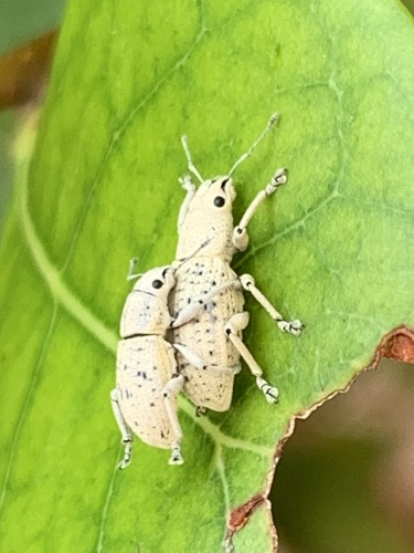 Little Leaf Notcher photo 5