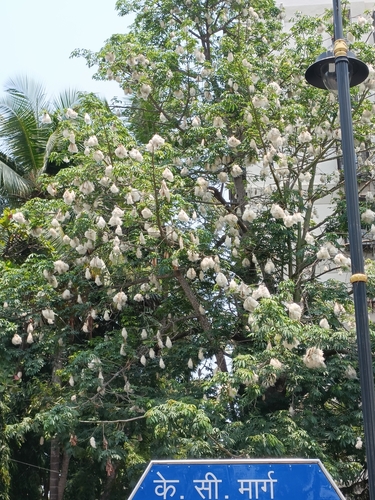 Ceiba pentandra