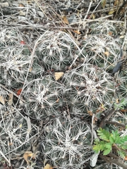 Coryphantha neglecta