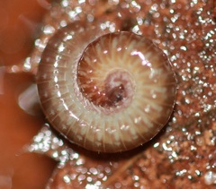 Cleidogona