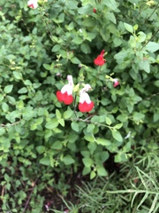 Salvia microphylla microphylla