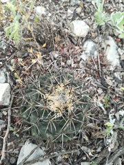 Coryphantha salinensis
