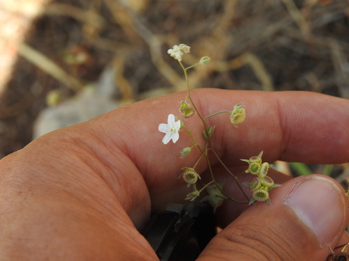 Image of Iberodes linifolia by (c) Duarte Frade, some rights reserved (CC BY)