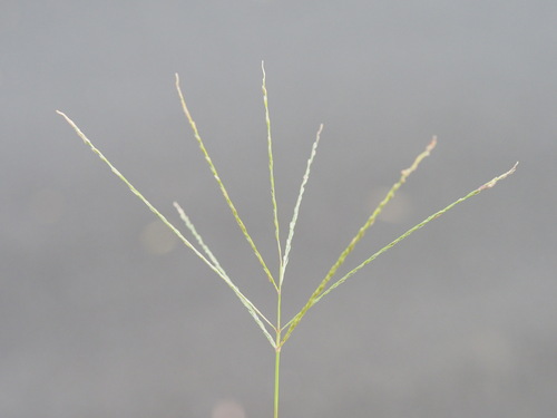Image of Southern Crabgrass (Digitaria ciliaris) by (c) Kevin Faccenda, some rights reserved (CC BY)