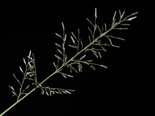 Image of Eragrostis barrelieri by (c) Kevin Faccenda, some rights reserved (CC BY)