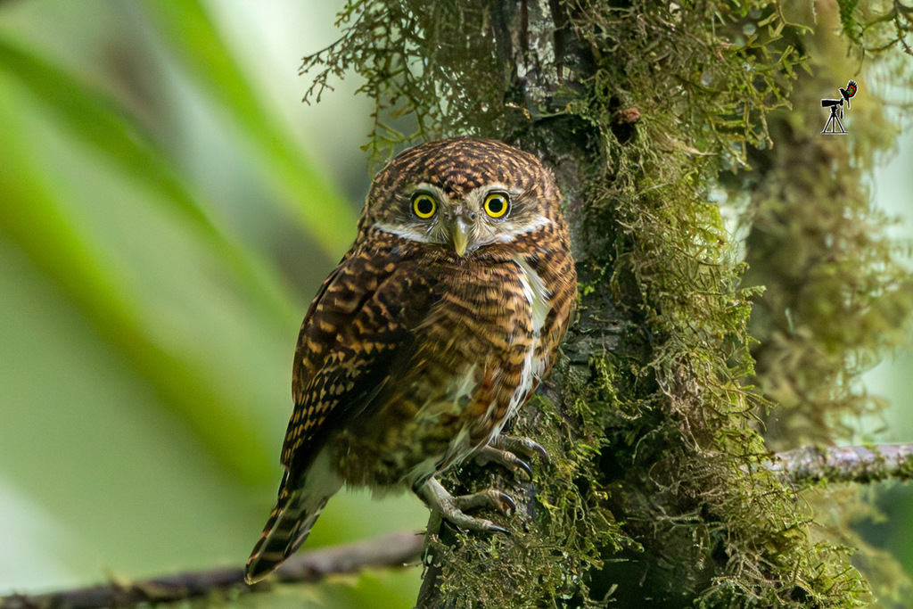 Collared Owlet