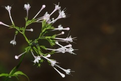Valeriana pauciflora