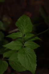 Valeriana pauciflora