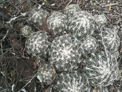 Coryphantha neglecta