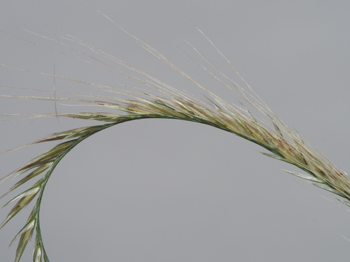 Image of Chloris radiata by (c) Kevin Faccenda, some rights reserved (CC BY)