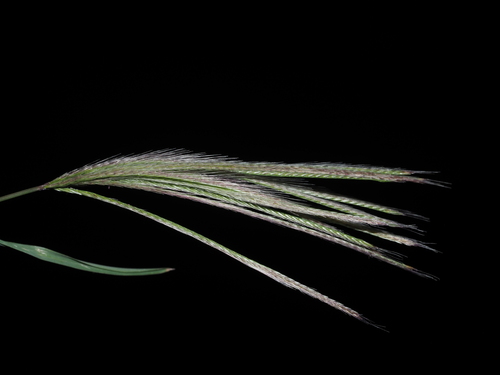 Image of Chloris radiata by (c) Kevin Faccenda, some rights reserved (CC BY)