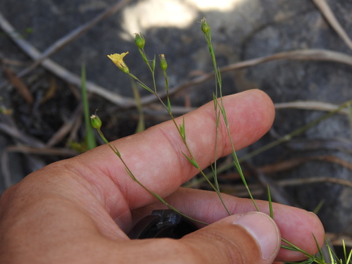 Linum setaceum (Linum setaceum)